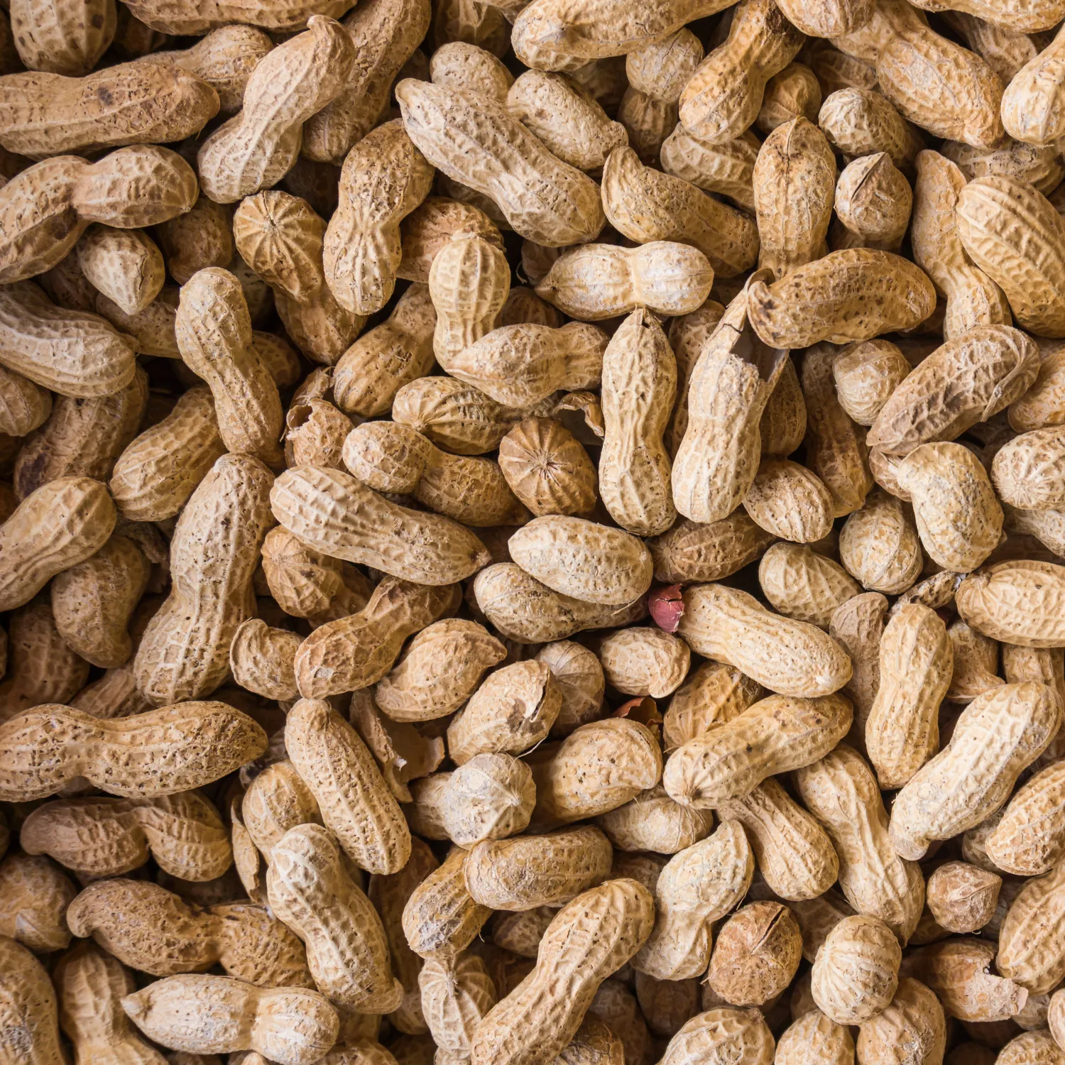 Salted In-Shell Peanuts w/ Burlap Bag