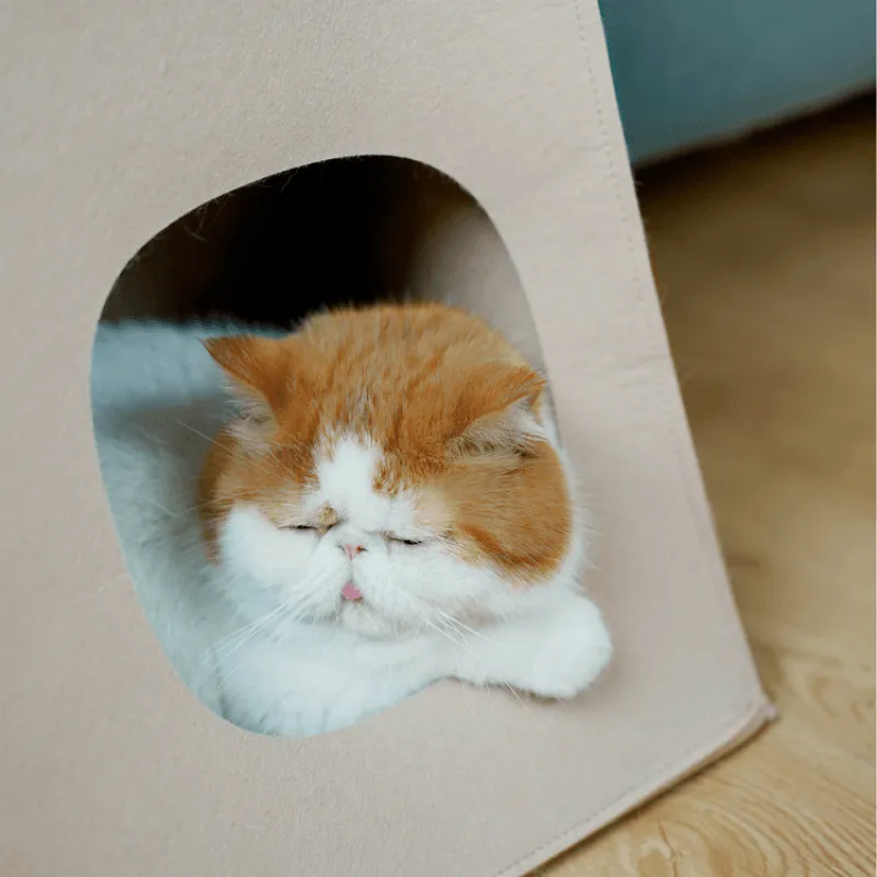 Tote Bag Style Cat Bed And Scratcher